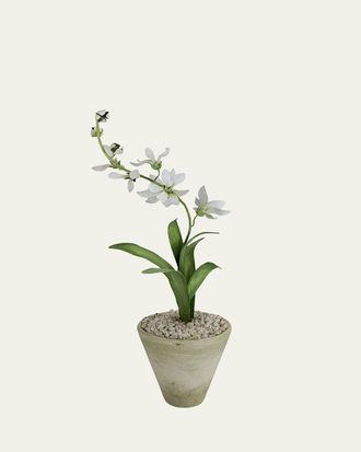 Tommy Mitchell Freesia March Birth Flower in White Terracotta Pot