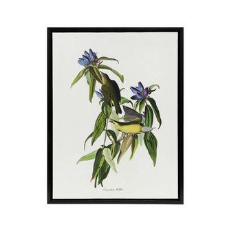 Artery8 Connecticut Warbler Bird Audubon Nature Black Framed Canvas Wall Art in White | Size: W24 x H32