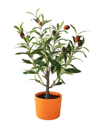 Flora Bunda 18in Olive Tree in Clay Pot