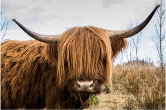 Schubiger M&ouml;bel Digitaldruck auf Acrylglas Schottisches Hochlandrind