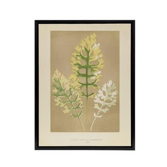 Artery8 Vintage Botanical Dusty Miller Leaves Fawcett Framed Canvas Wall Art in Beige | Size: W24 x H32