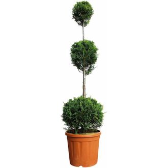 Kentis Cipresso a 3 Palle - Cupressocyparis Leylandii Castlewellan Gold - h 140-160 cm Vaso da Coltura &oslash; 30 cm
