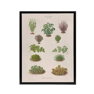 Artery8 Botanical Bushes Varieties Ernst Benary Framed Canvas Wall Art Print in White | Size: W24 x H32