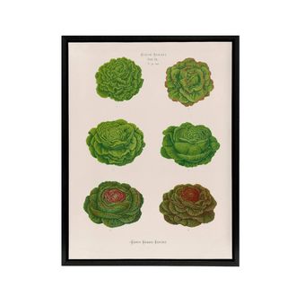 Artery8 Lettuces Cabbage Varieties Ernst Benary Framed Canvas Wall Art Print in White | Size: W24 x H32