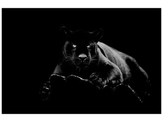 Schubiger M&ouml;bel Digitaldruck auf Glas Panther