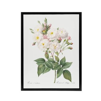 Artery8 Noisette Rose Floral Redoute Vintage Black Framed Canvas Wall Art in White | Size: W24 x H32