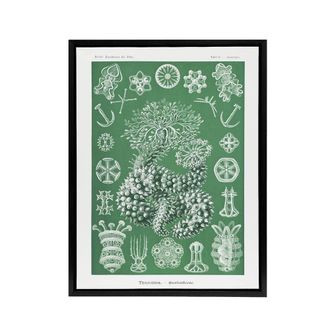 Artery8 Ocean Sea Cucumber Beach Haeckel Botanical Black Framed Canvas Art in Green | Size: W24 x H32