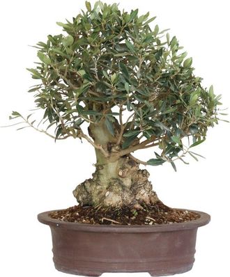 Kentis Bonsai di Olivo - Olea Europaea - Piante Vere da Frutto - h 50-60 cm Vaso &oslash; 35 cm
