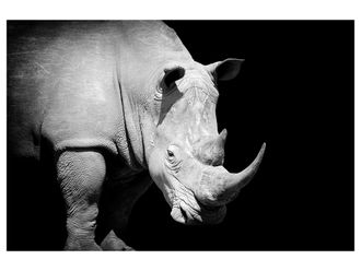 Schubiger M&ouml;bel Digitaldruck auf Acrylglas Nashorn