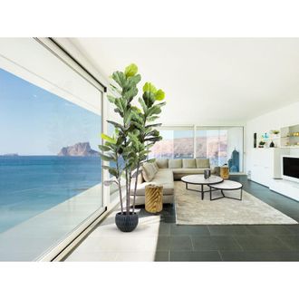 Schuller Planta Higuera Violin Artificial H250