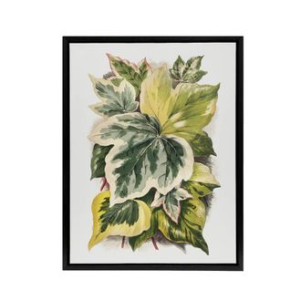 Artery8 Ivy Leaf Variations Vintage Botanical Hibberd Framed Canvas Wall Art in Green | Size: W24 x H32