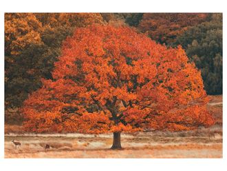 Schubiger M&ouml;bel Digitaldruck auf Acrylglas Herbstbaum