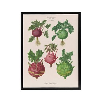 Artery8 Kohlrabi Turnip Cabbage Ernst Benary Framed Canvas Wall Art Print in White | Size: W24 x H32