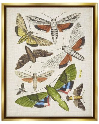 Stupell Industries Mixed Insects Moth Latin Studies By World Art Group Wall Art
