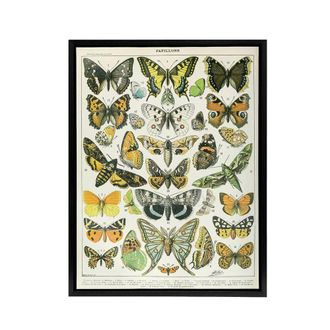 Artery8 Millot Encyclopedia Page Butterflies Moths Framed Canvas Wall Art Print | Size: W24 x H32