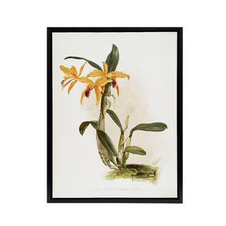 Artery8 Frederick Sander Laelia & Cattleya Orchid Hybrid Framed Canvas Art | Size: W24 x H32
