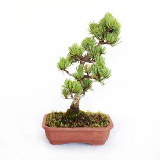 Kentis Bonsai Pinus Parviflora Pentaphylla Giapponese - h 30-40 cm Vaso &oslash; 21 cm