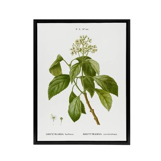 Artery8 Climbing Hydrangea Flowers Redoute Black Framed Canvas Wall Art in White | Size: W24 x H32