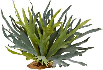 Nearly Natural 21-in Staghorn Fern in Green at Nordstrom