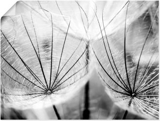 Artland Wandbild »Pusteblume in schwarzweiss« Blumen 1 Stk. tlg. als Alubild, Outdoorbild, Leinwandbild, Poster, Wandaufkleber