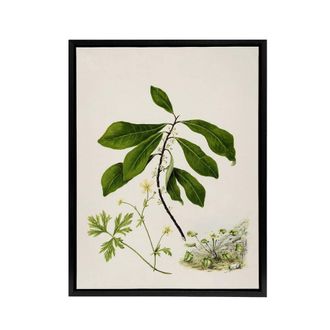 Artery8 Caltha New Zealand Marsh Marigold Plant Featon Framed Canvas Wall Art | Size: W24 x H32