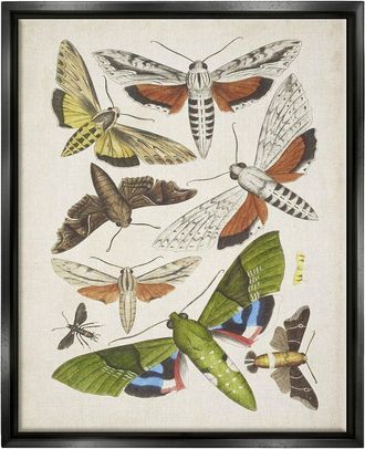 Stupell Industries Mixed Insects Moth Latin Studies By World Art Group Wall Art
