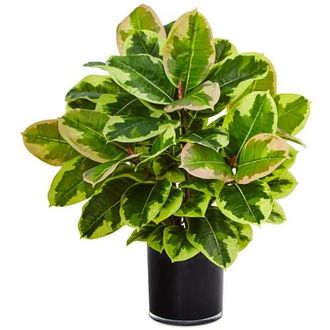 Nearly Natural Artificial Rubber Plant in Glossy Cylinder in Green at Nordstrom
