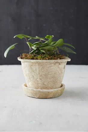Terrain Earth Fired Clay Thin Rim Pot + Saucer Set