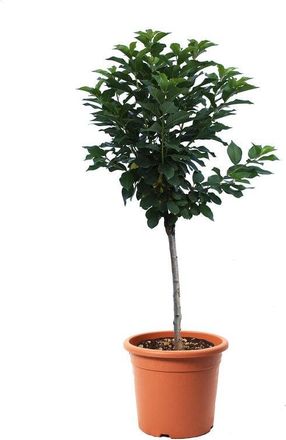 Kentis Pianta di Ciliegio Nano - Prunus Avium - Alberello da Frutto Ciliegia - Vaso &oslash; 24 cm