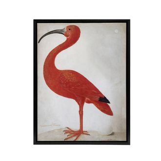 Artery8 Merian Scarlet Ibis Bird With Egg Framed Canvas Wall Art Print in Pink | Size: W24 x H32