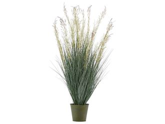Schubiger M&ouml;bel Festuca Im Topf Cream H: 100 cm