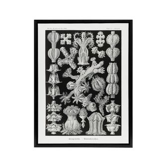 Artery8 Gorgonia Vintage Coral Haeckel Botanical Black Framed Canvas Wall Art | Size: W24 x H32