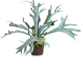 Napa Home & Garden Staghorn Fern Drop-In 22 in Green at Nordstrom