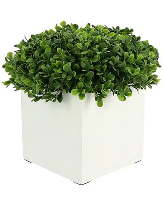 Creative Displays Inc. Boxwood In White Square Pot