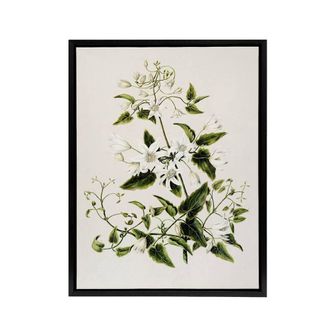 Artery8 New Zealand Pikiarero White Clematis Flower Featon Framed Canvas Art in Beige | Size: W24 x H32