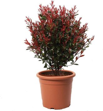 Kentis Kentis - Photinia Fraseri Robusta Compacta - Piante Vere da Esterno Resistenti - Pianta da Siepe Ornamentale per Giardino - h 125-150 cm Vaso &oslash; 30 cm