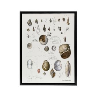Artery8 James De Kay Seashell Variety Illustration Framed Canvas Art Print in White | Size: W24 x H32