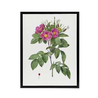 Artery8 Carolina Rose Illustration Redoute Black Framed Canvas Wall Art in White | Size: W24 x H32