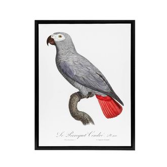 Artery8 Psittacus Erithacus Grey Parrot Levaillant Framed Canvas Wall Art in White | Size: W24 x H32