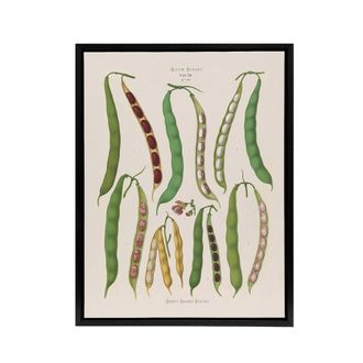 Artery8 Kidney or Snap Beans Kitchen Ernst Benary Framed Canvas Wall Art Print in White | Size: W24 x H32