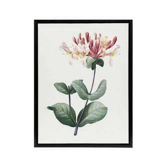Artery8 Honeysuckle Botanical Redoute Vintage Black Framed Canvas Wall Art in White | Size: W24 x H32