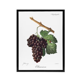Artery8 Wine Grapes Mourvaison Ampelography Troncy Black Framed Canvas Art in White | Size: W24 x H32