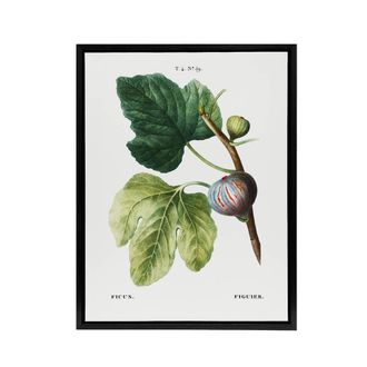 Artery8 Botanical Ficus Carica Fig Redoute Black Framed Canvas Wall Art in White | Size: W24 x H32