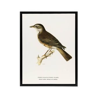 Artery8 Redwing Bird Turdus Iliacus Von Wright Vintage Framed Canvas Wall Art in White | Size: W24 x H32