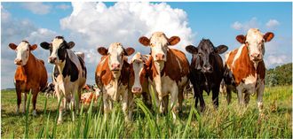 Schubiger M&ouml;bel Digitaldruck auf Acrylglas Milky Way