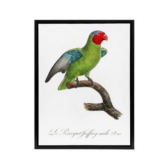 Artery8 The Red Cheeked Parrot Francois Levaillant Framed Canvas Wall Art in White | Size: W24 x H32