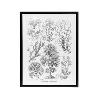 Artery8 Algae Seaweed Species Haeckel Botanical Black Framed Canvas Wall Art in White | Size: W24 x H32