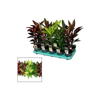 OEM Pack De 10 Pantas Cordyline Variado. 35 - 40 Cm