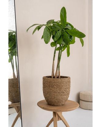 Creative Displays Inc. Beige Straw Grass-Wrapped Cement Pot