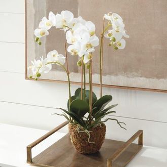 Napa Home & Garden Phalaenopsis Orchid Faux (Fake) Drop-In 30 in White at Nordstrom
